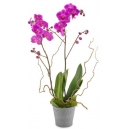 orchid plant online philippines