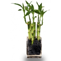 indoor bamboo plant to philippines