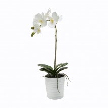 buy white orchid plant in manila
