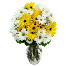 Sunny Spring Daisies Send To Philippines