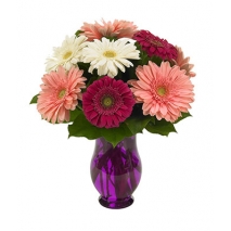 Gerbera Wishes Send To Philippines