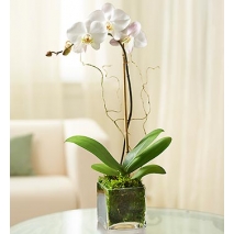White Phalaenopsis Orchid Send To Philippines
