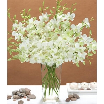 White Dendrobium Orchids Send To Philippines