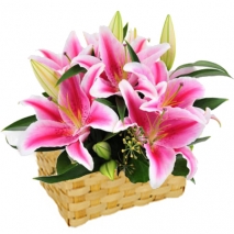 buy pink lilies basket in philippines