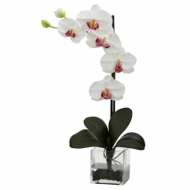 buy moth white orchid pot philippines
