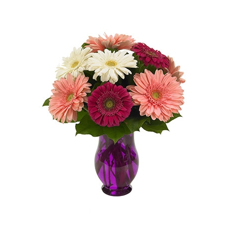 Gerbera Wishes Send To Philippines