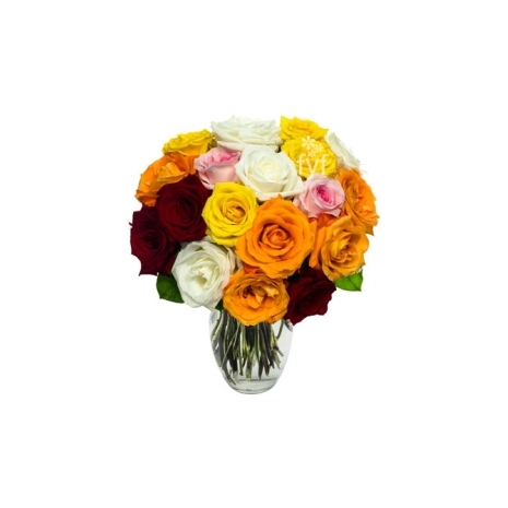 24 Rainbow Roses Send To Philippines