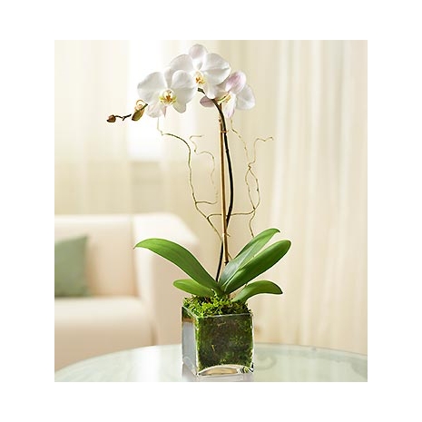 White Phalaenopsis Orchid Send To Philippines