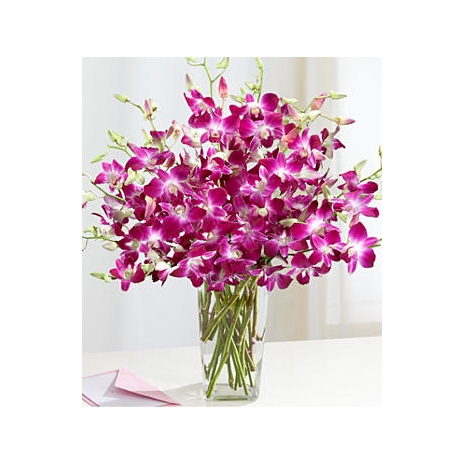 Purple Dendrobium Orchids Send To Philippines