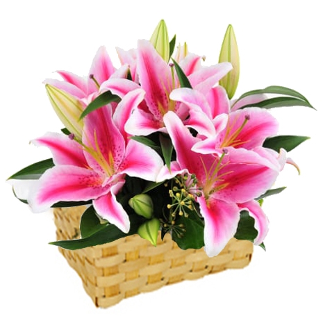 buy pink lilies basket in philippines