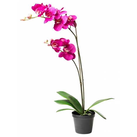 send soft pink dendrobium orchid in philippines