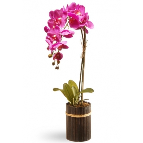 send moth orchid to philippines
