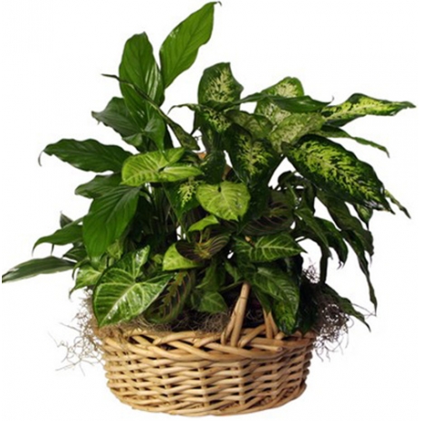 send mix plant basket to philippines