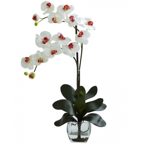 online white orchid plant philippines
