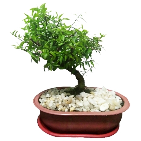 send nana specie bonsai to philippines