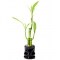 Send Lucky Bamboo Plants to Philippines