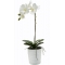 buy white phalaenopsis orchid philippines
