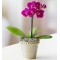 Mini Purple Phalaenopsis Orchid Send To Philippines