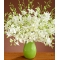 Exotic White Dendrobium Orchids Send To Philippines