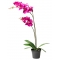 send soft pink dendrobium orchid in philippines